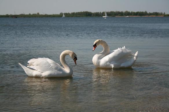 Twee Zwanen