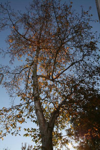 Herfst