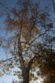 Herfst