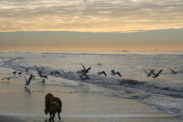 Hond en Meeuwen