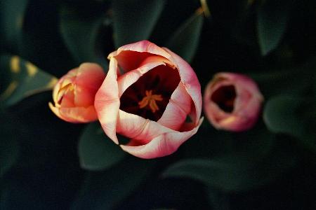 Tulp