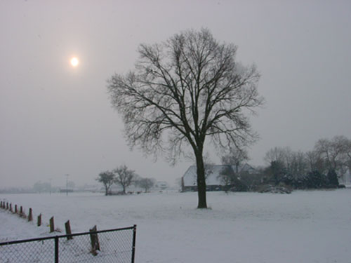 harry-hilders-boom-in-de-sneeuw