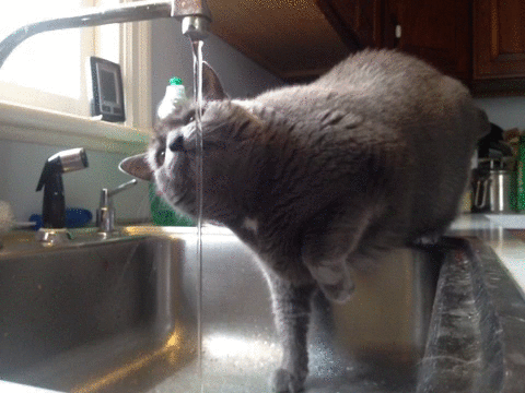 harry-hilders-cinemagram-kat