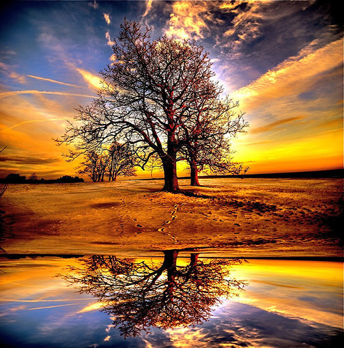 harry-hilders-zonsondergang-boom