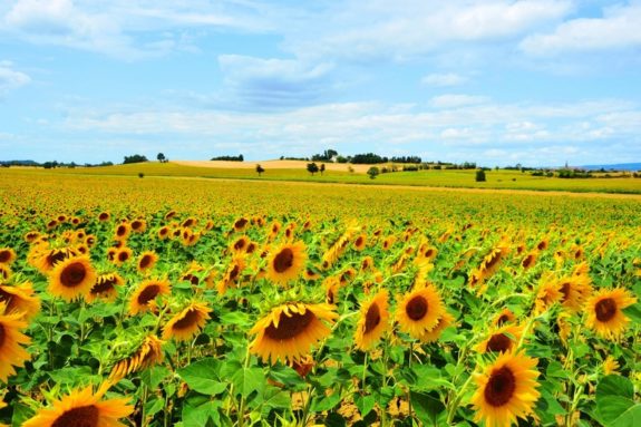 Landschapsfoto