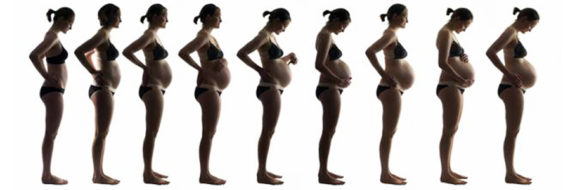 Pregnancy time lapse