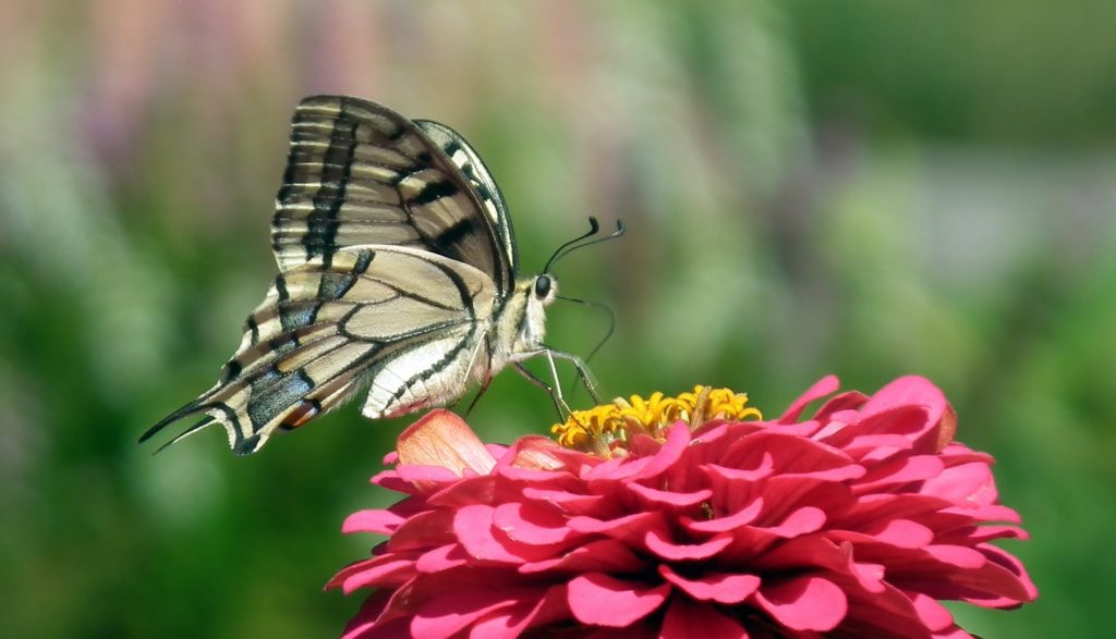 vlinder